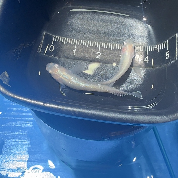 青鳉鱼40号拍品白赤壁