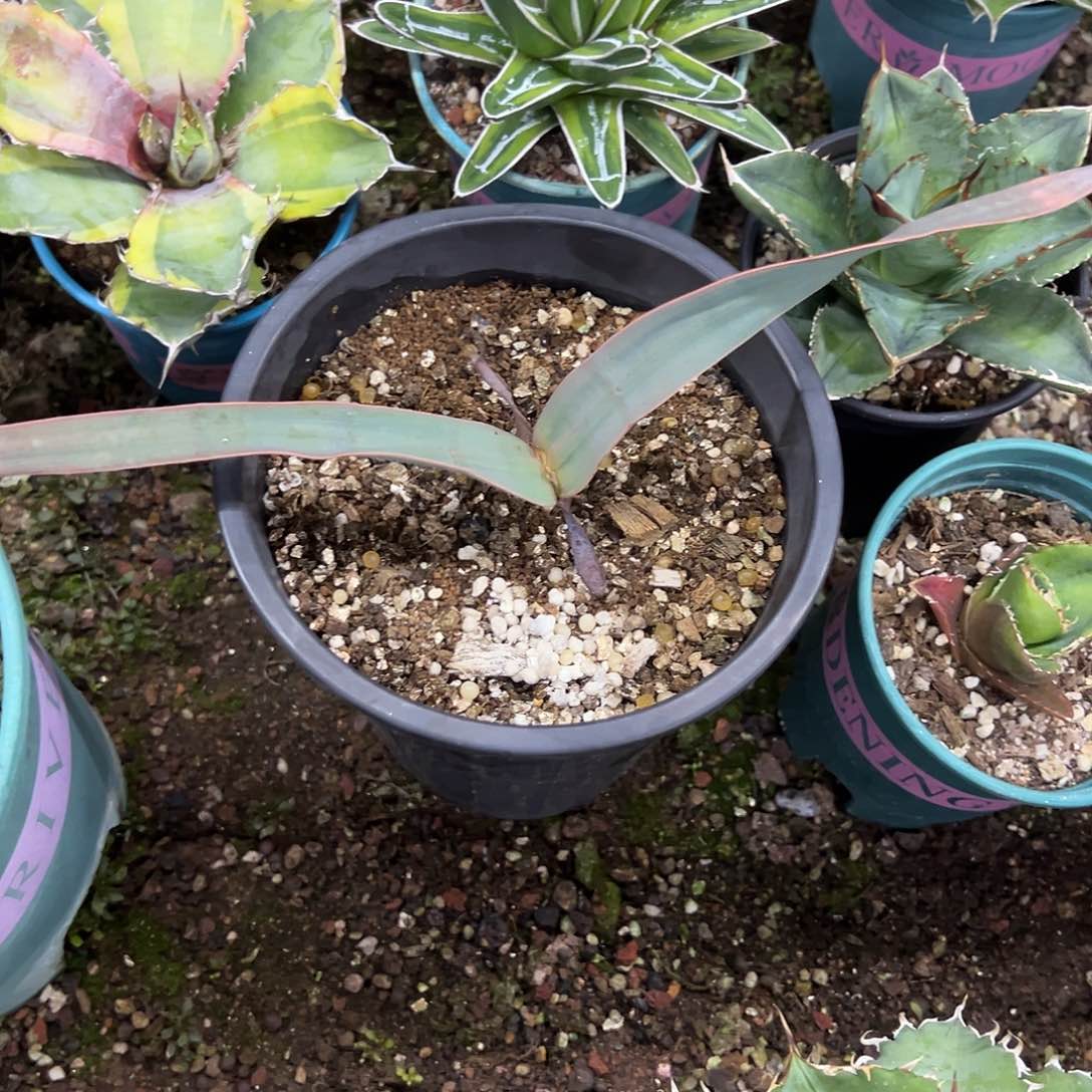 实生百岁兰块茎植物