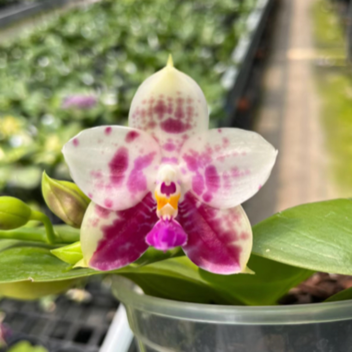 3.5杯斑马823花剑蝴蝶兰兰花室内