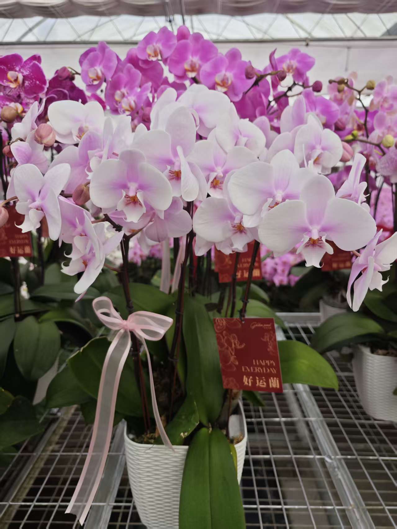 金色池塘  蝴蝶兰【精美组盆系列】新年带花室内乔迁开业礼物