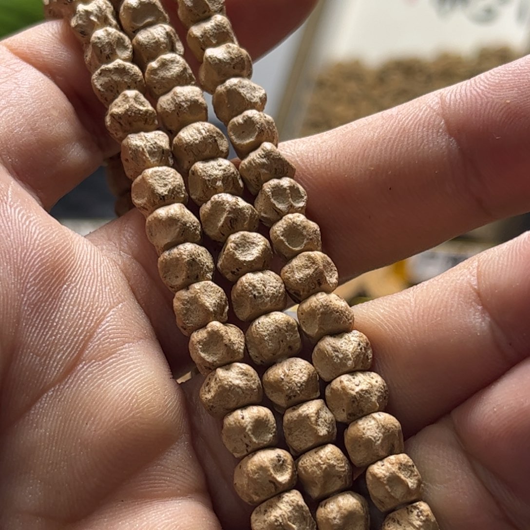 柏香籽/百香籽吊坠用****3天坑