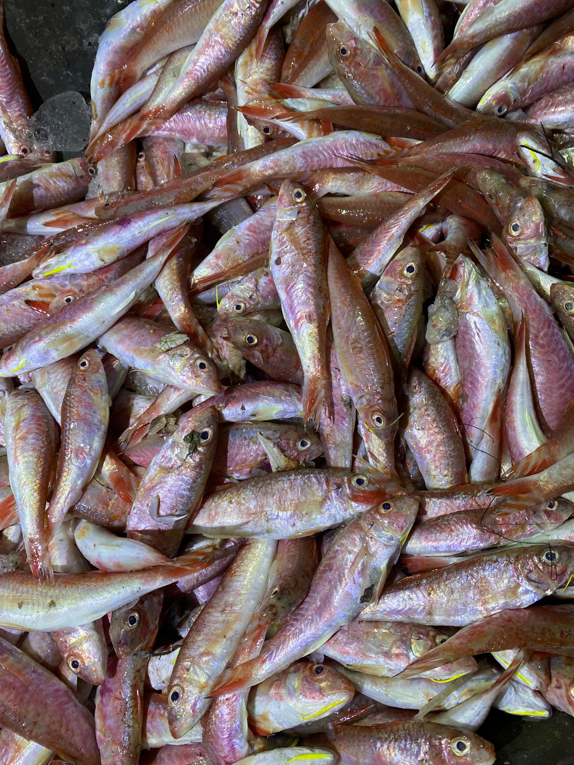 【神武】红鱼 甲子港码头鲜鱼