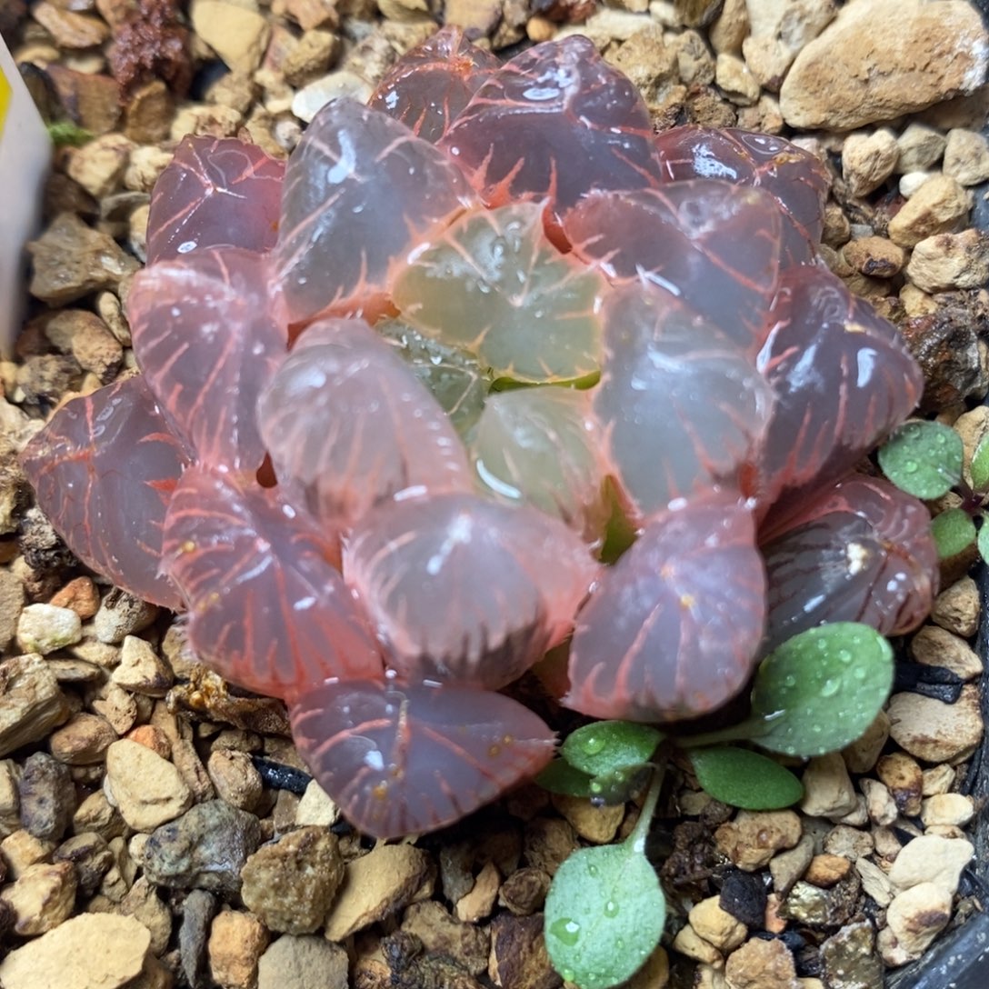 732糊斑实生玉露锦