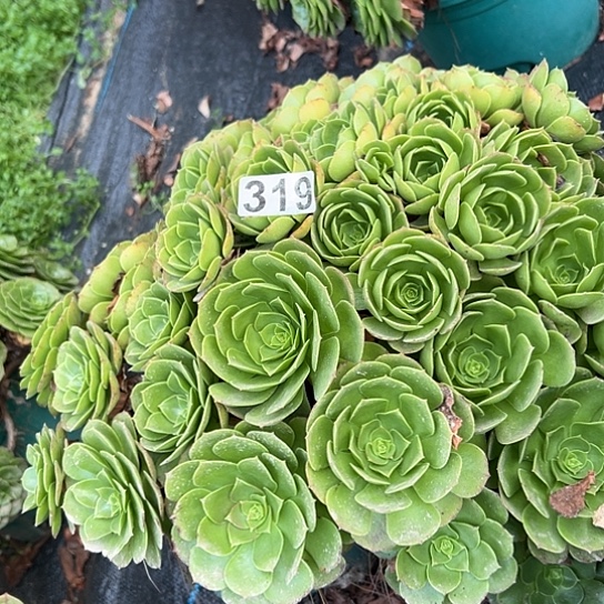 鸿***发多肉植物一个撕拉碗319