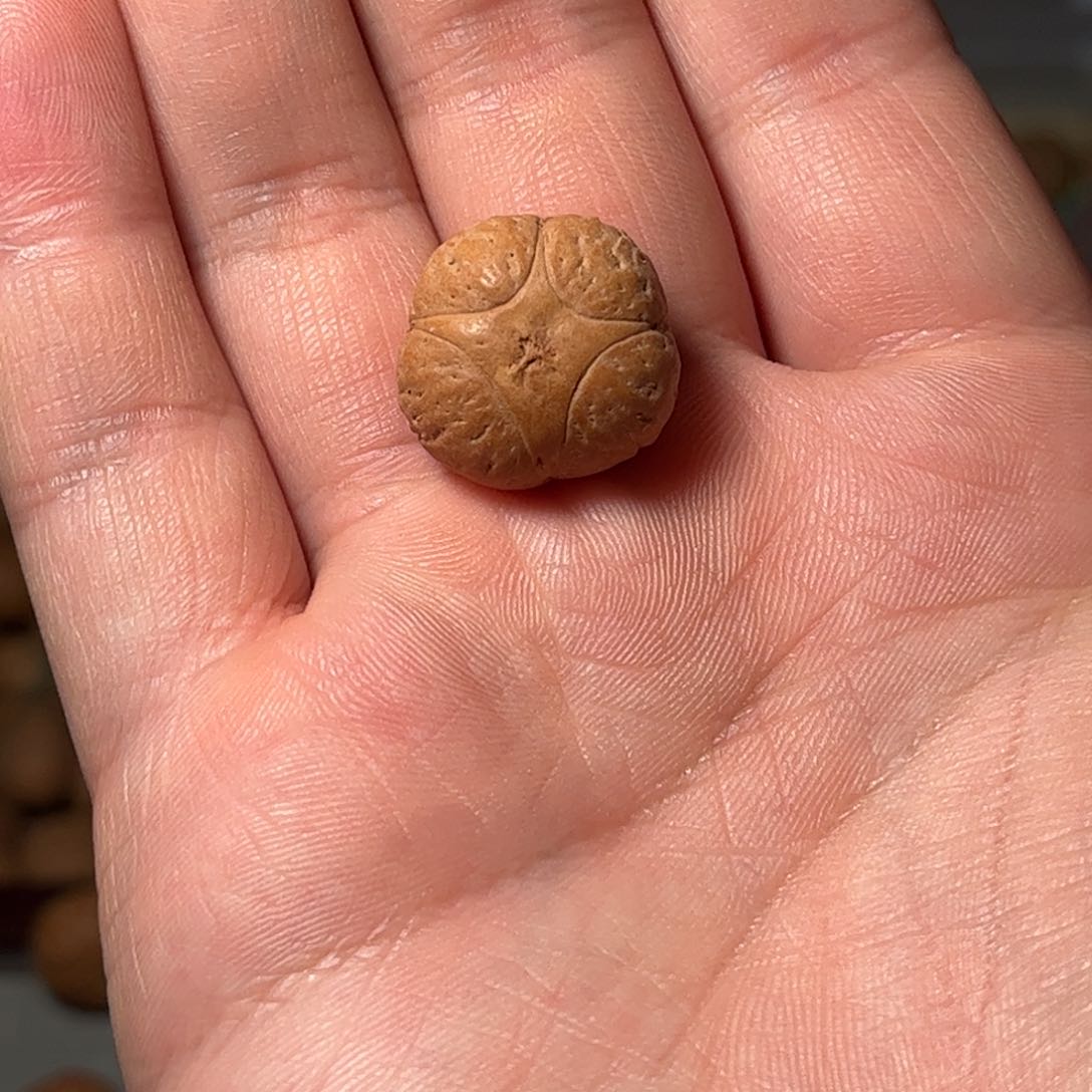 桃核吊坠18.7mm麒麟眼，开孔不退，偏远不包