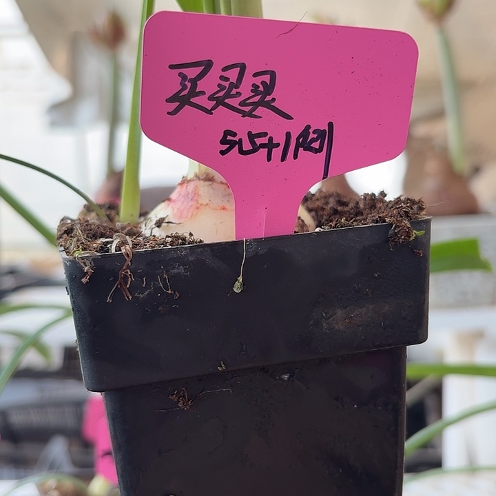 无花朵买买买直径5.5加1侧