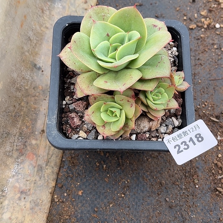 木***易阿阿雅园艺。  2318