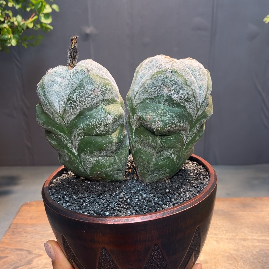 双头三角Zzzzzzzzzzzzzzzz