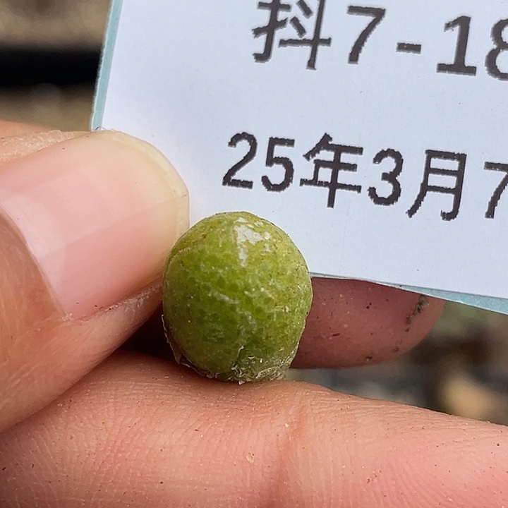 7-18玉米多肉植物