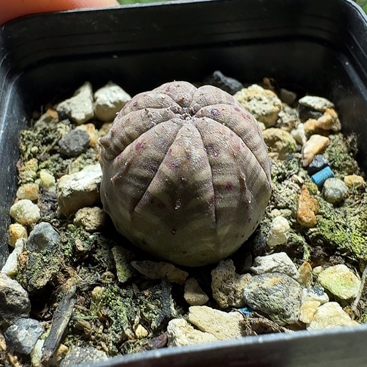 349欧版布纹球带盆发货