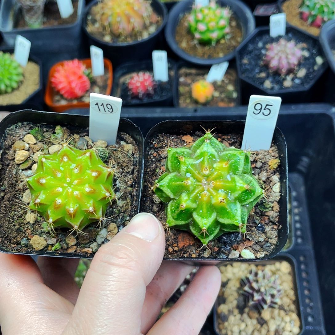 平**福非偏远地区满25包邮仙人球