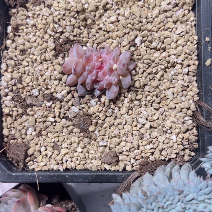 鳌****?糖心缀化多肉植物大战