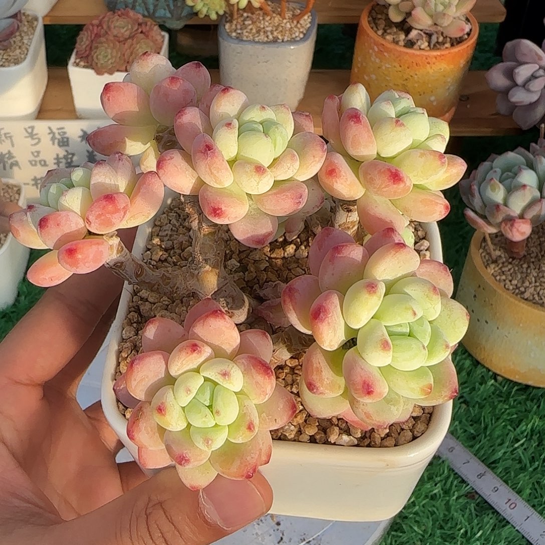 劳尔不带盆土发货