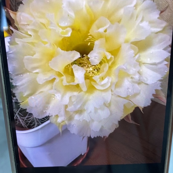 彩草黄牡丹侧芽4公分左右