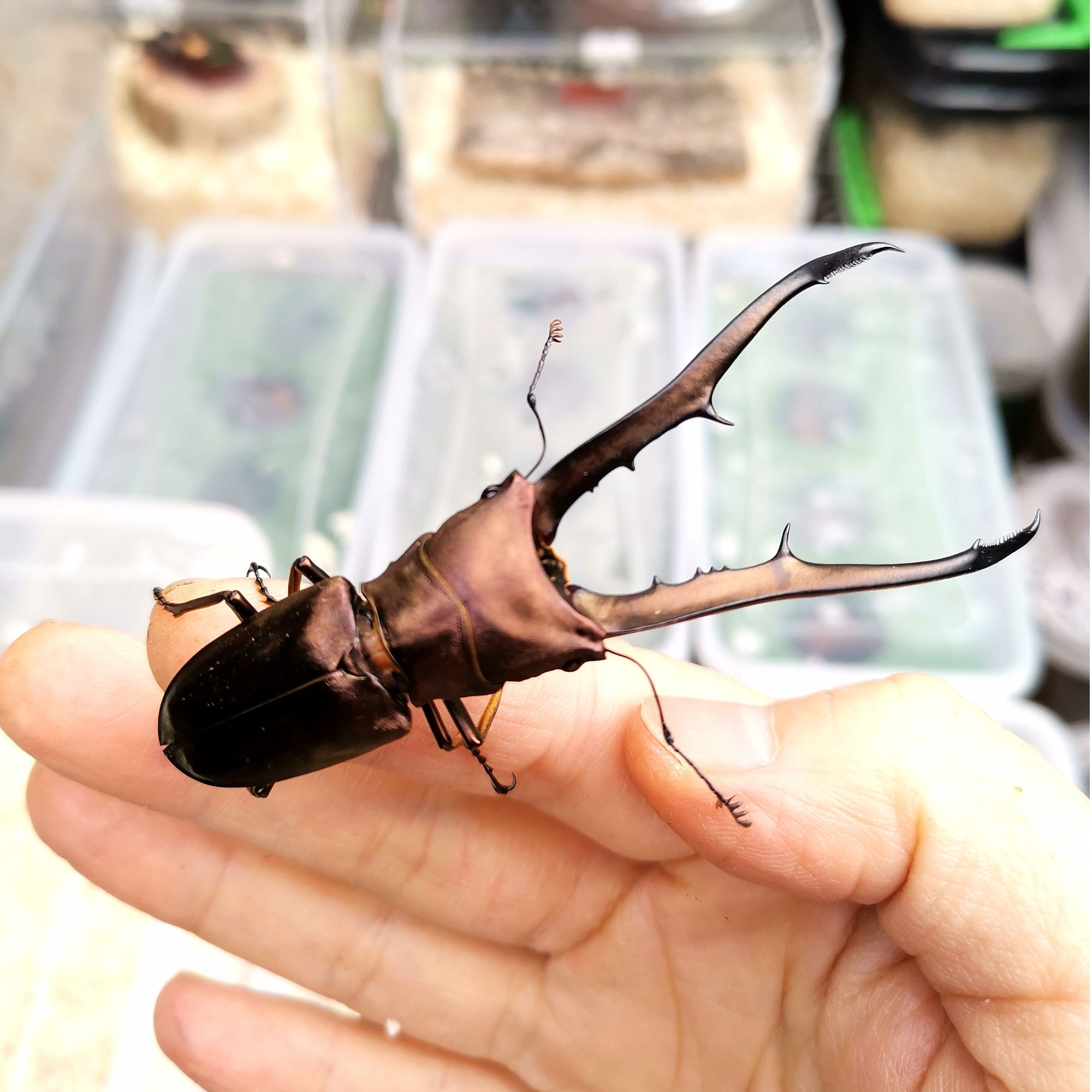 美他力弗细身赤锹甲690ml无忧罐（内含1龄或2龄幼虫1只性别随机）