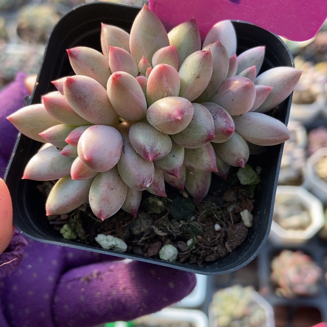 1981虞美人多肉植物