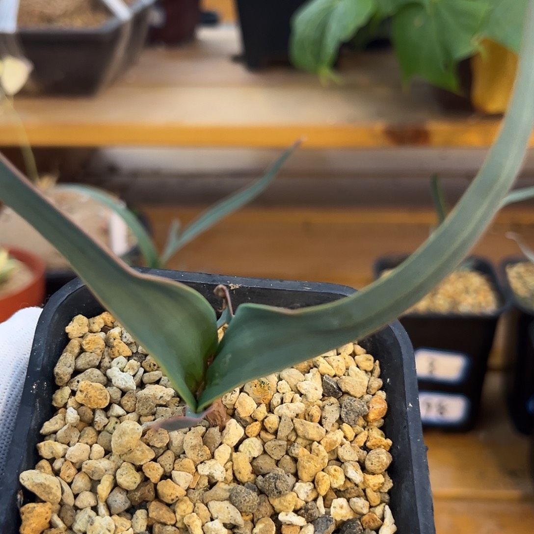 汤圆植物百岁兰哈