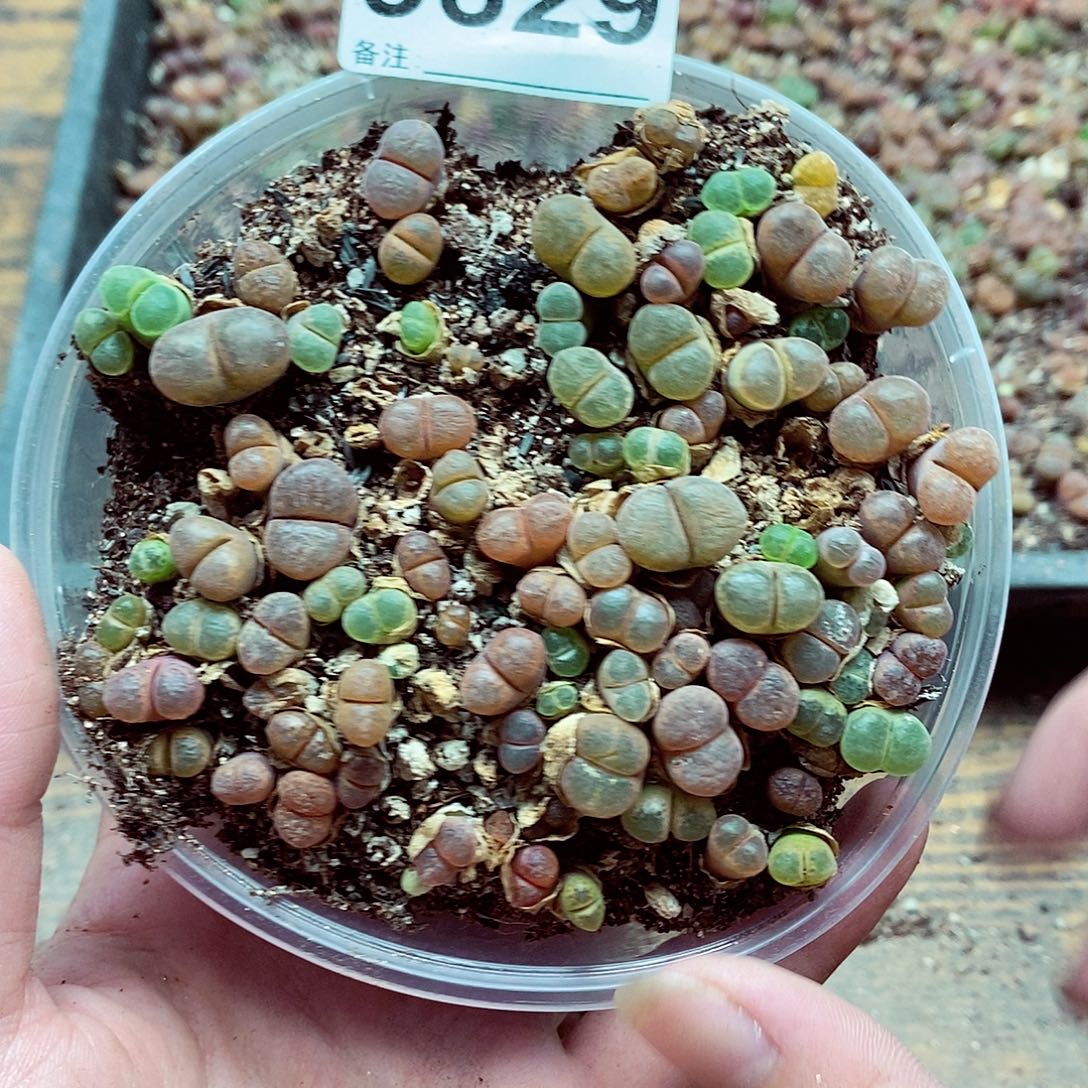 9329彩风铃啦啦啦