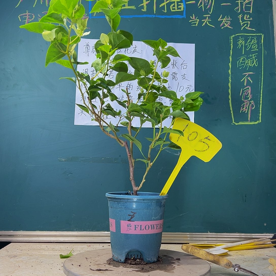 当前无花栽培后可以开花  暗斑五宝  105