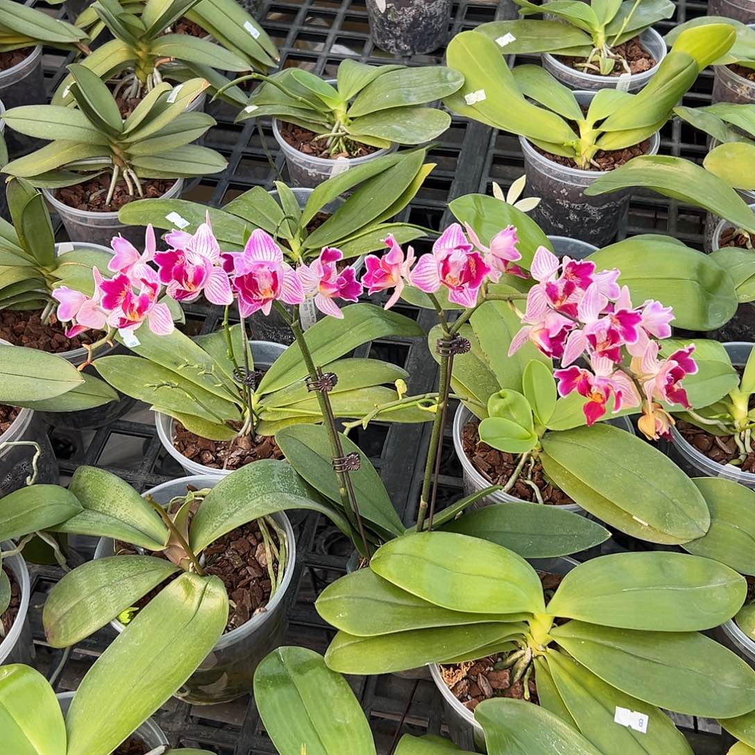 完全开放天堂鸟3唇