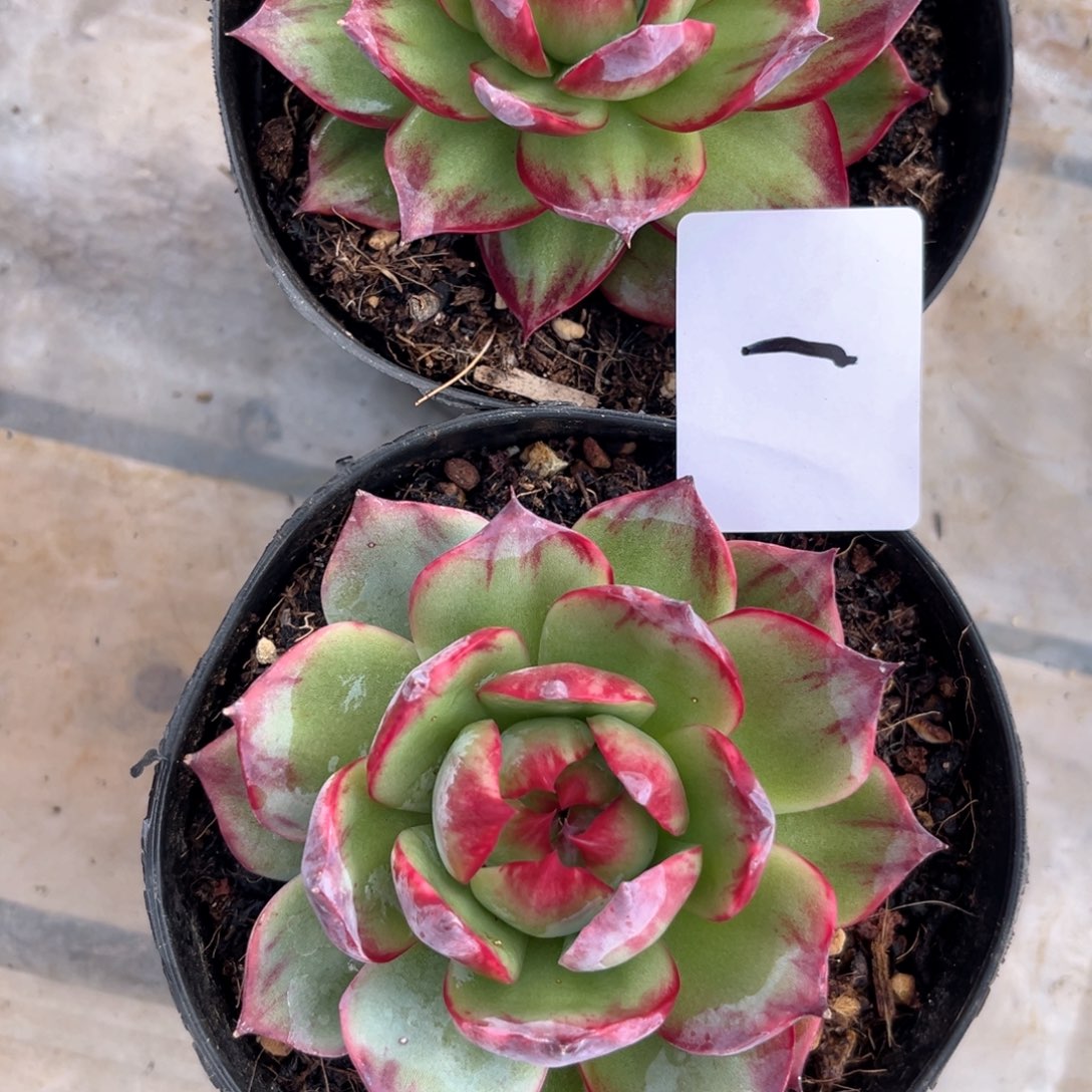 明***朱8.12-1惊鸿两个111111111