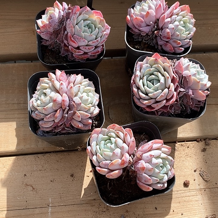 122拉菲双头 福利多多