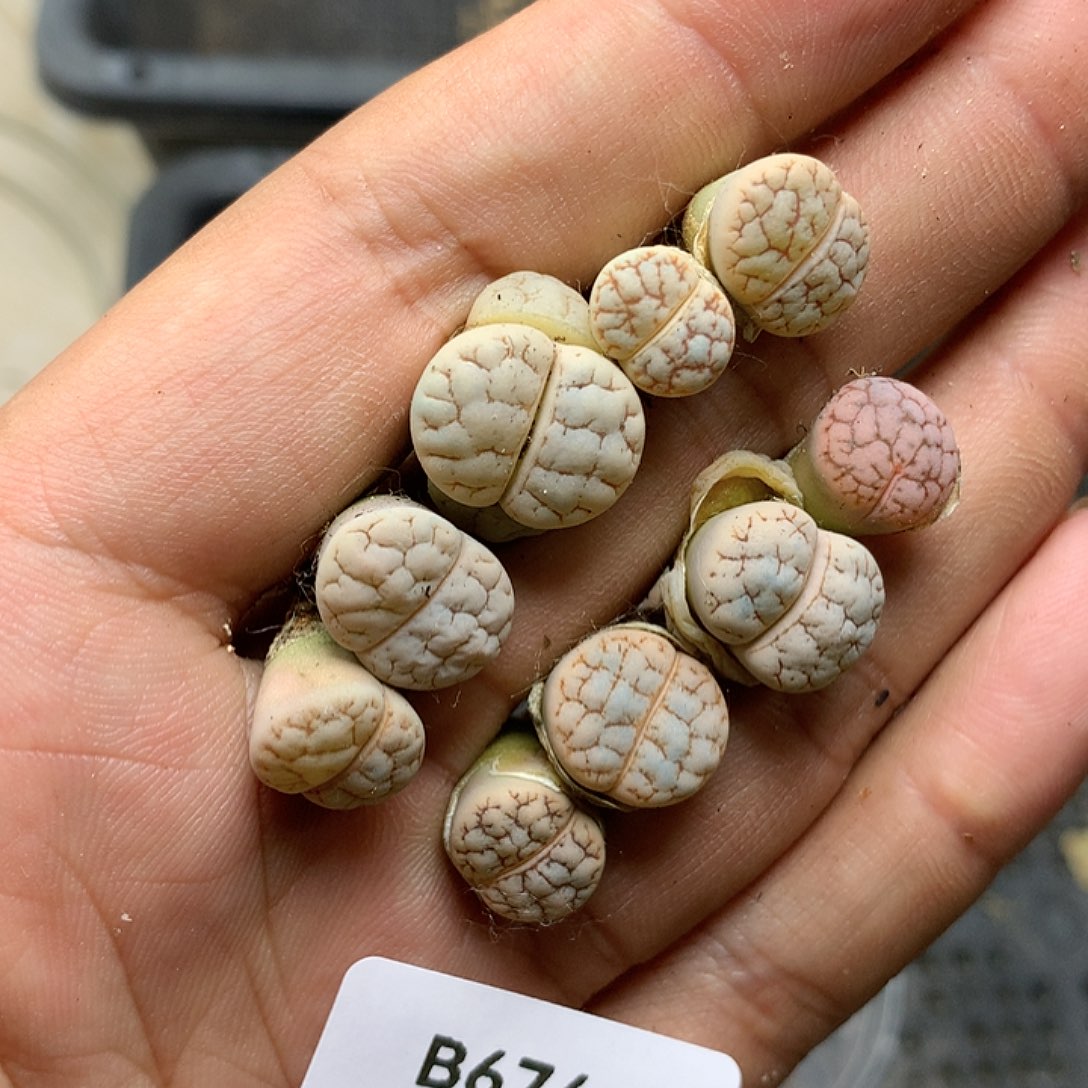 B674多肉植物保护