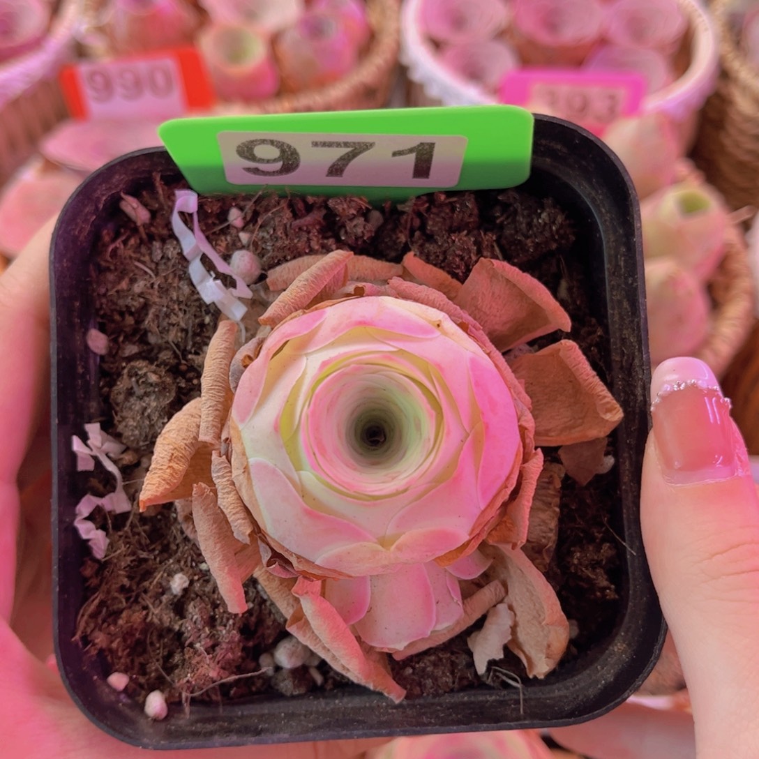 单品一物一拍福利971