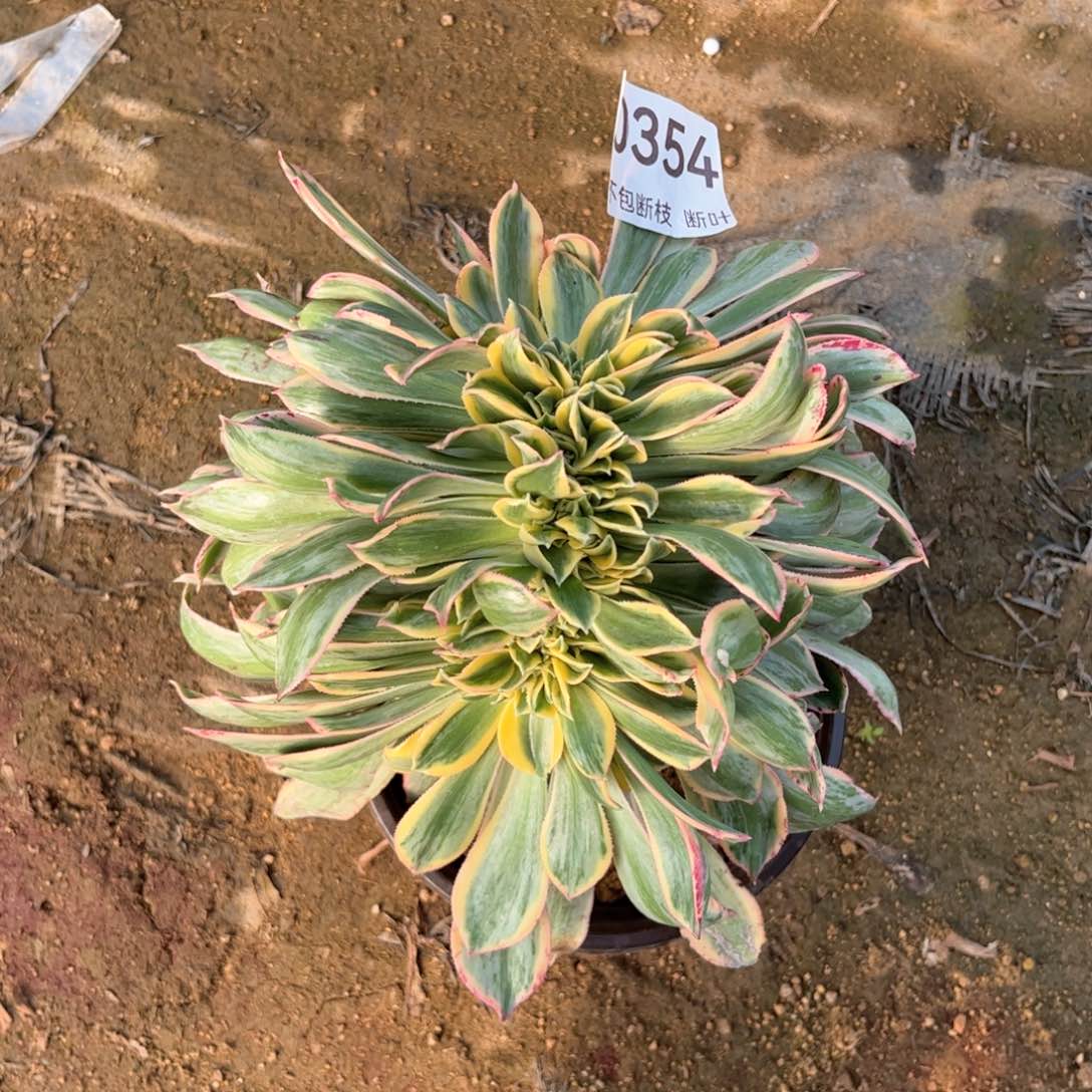 354号，灿烂缀化，脱土发货