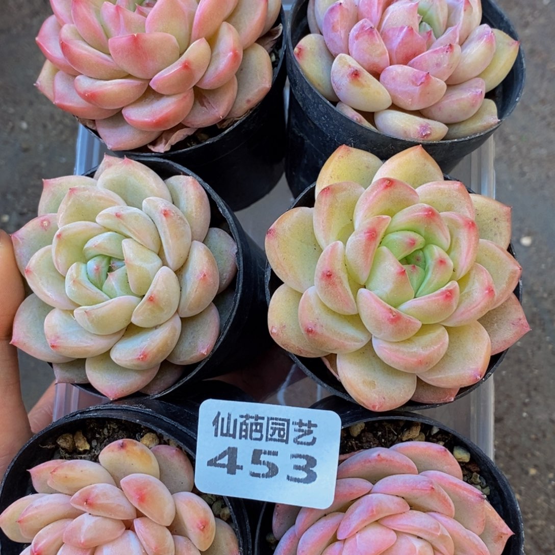 453多肉植物保护研究所所长
