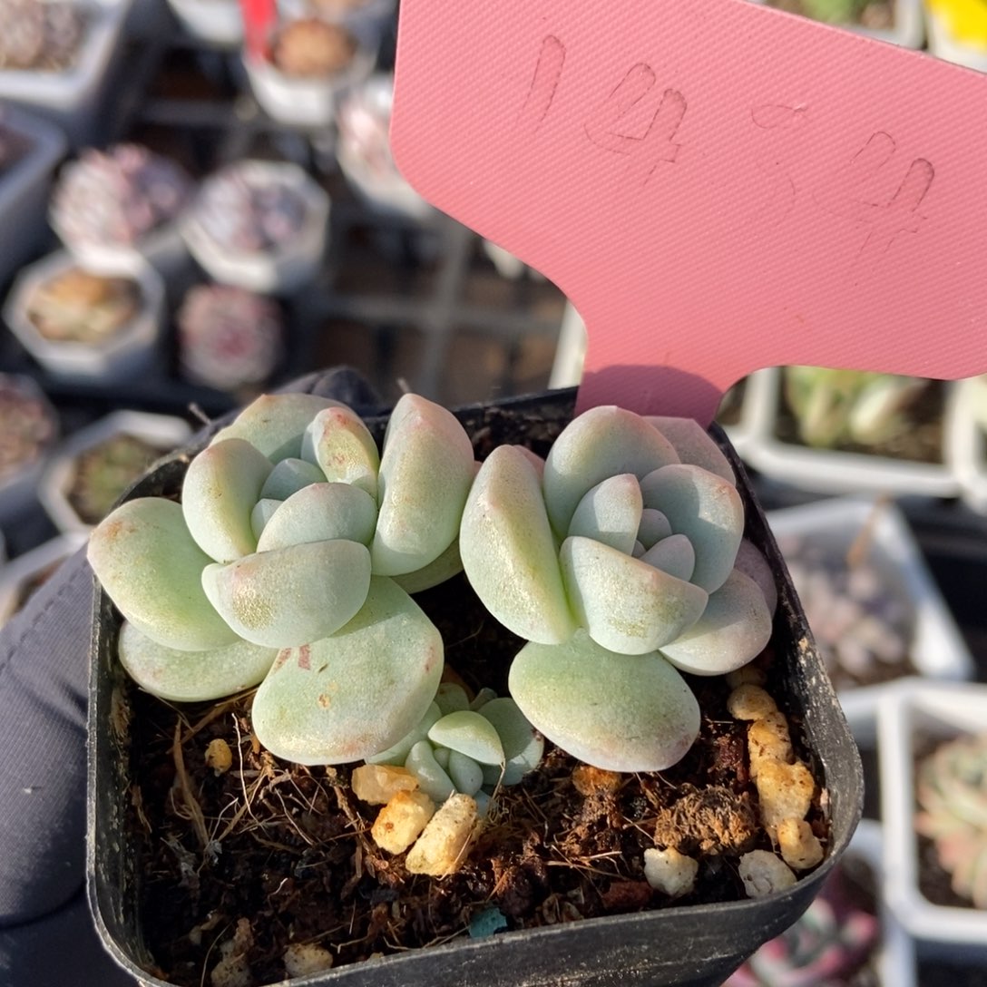 1434冰玉石unsourced多肉