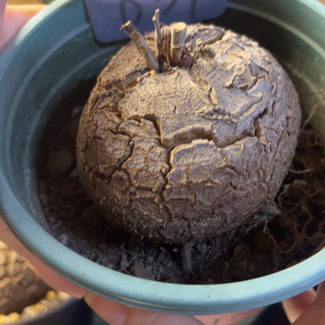 639龟甲龙12345678