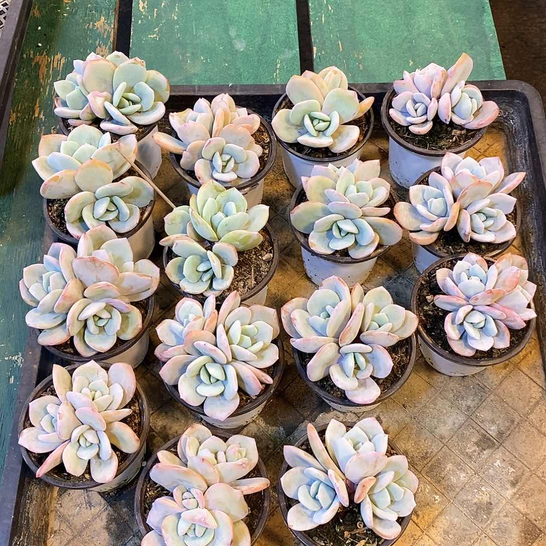 奶茶自然群老庄，一物一拍，12345689