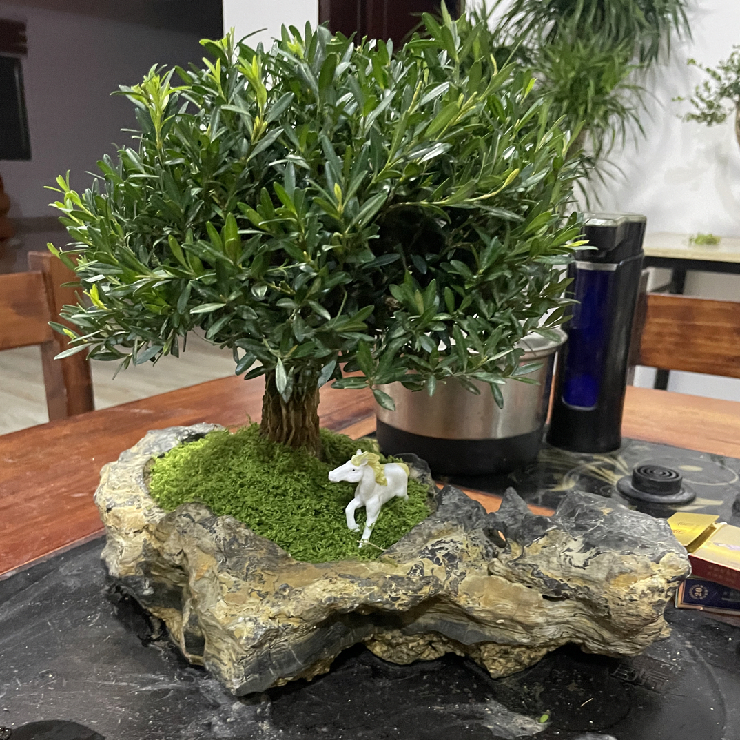 黄杨树四季常绿可以挑选先买先挑数量有限