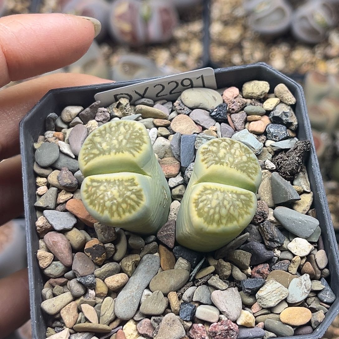 無***心一物一拍菊母本2291绿菊