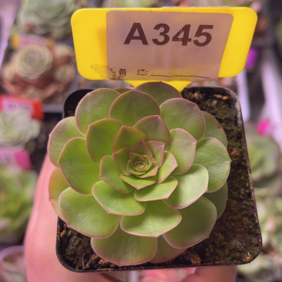 四月天玫瑰一物一拍A345