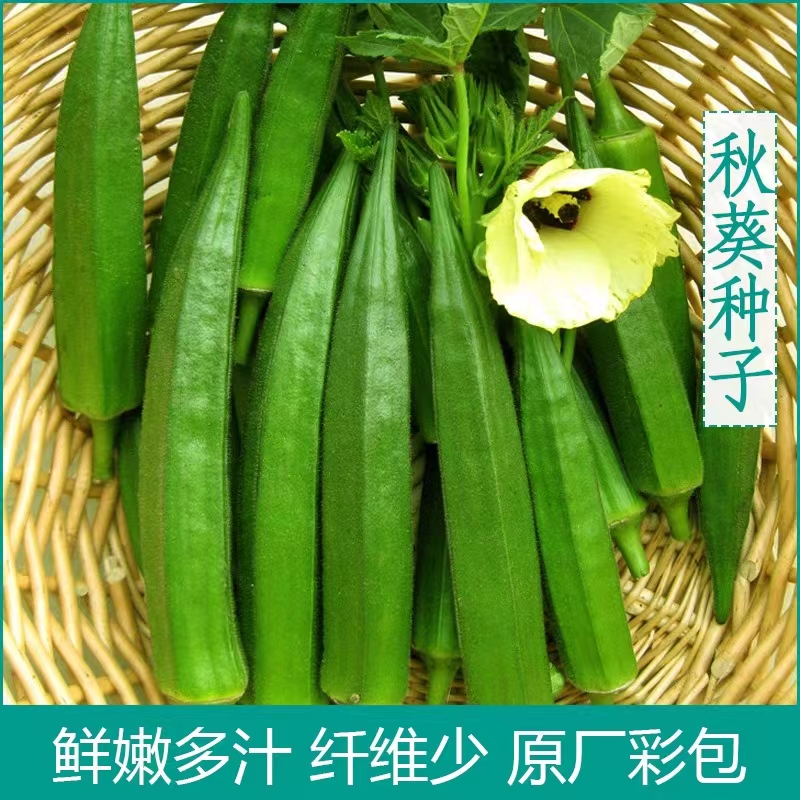 黄秋葵种子绿秋葵种子水果秋葵种子庭院盆栽四季播蔬菜洋辣椒种子
