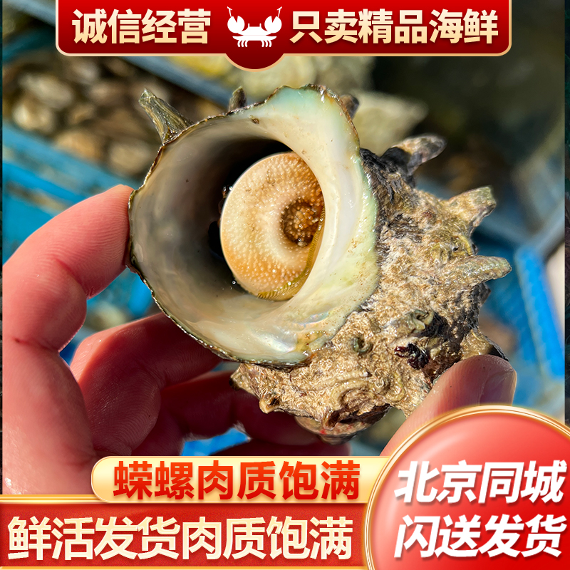 蝾螺鲜活发货1斤3~4只
