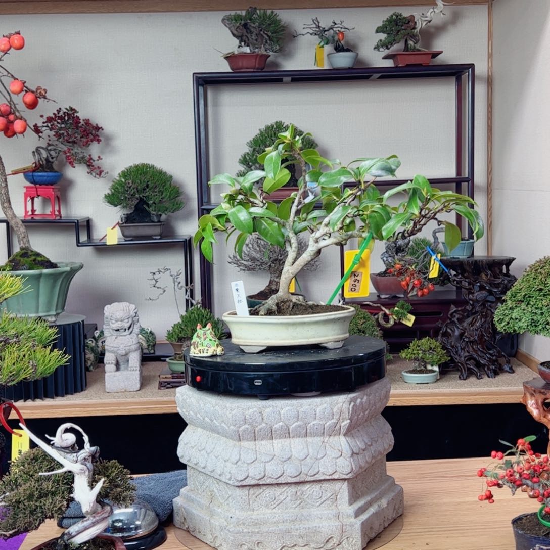 M***n大量花朵（建议范围：8朵-15朵 或40%以上）