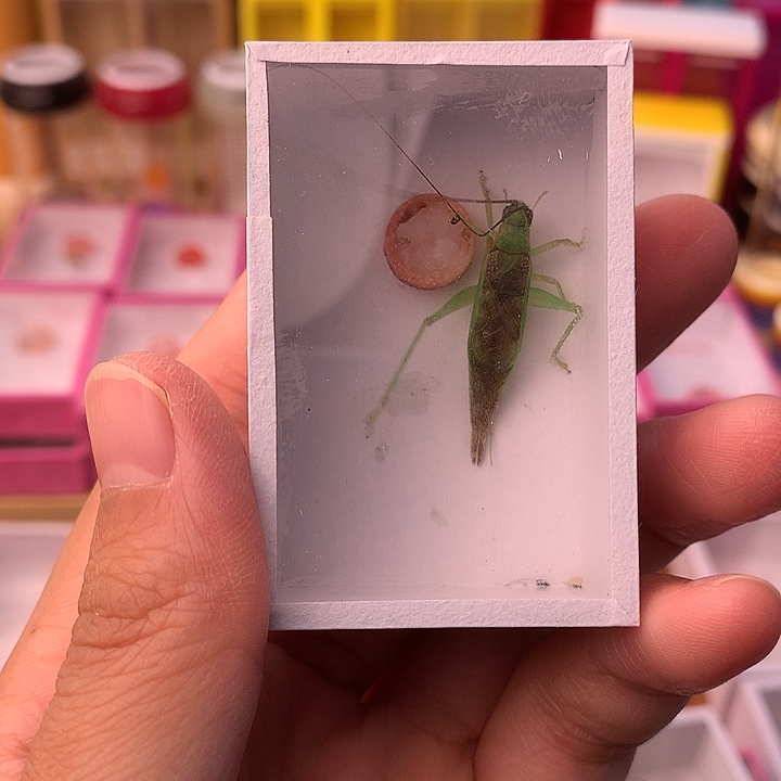 霍氏一条包邮霍氏