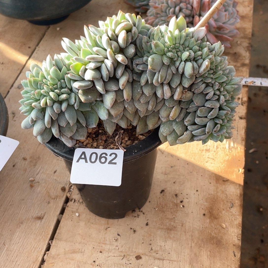 黄****062多肉植物多肉植物