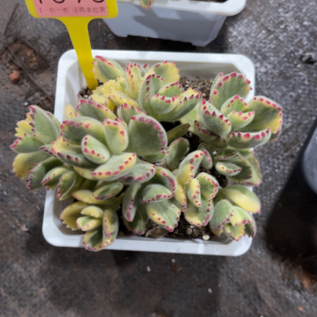 嘉***馨云尘多肉一物一拍1396