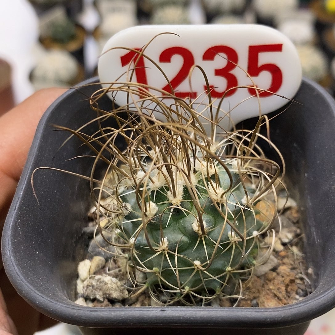1235特价咯草刺福利