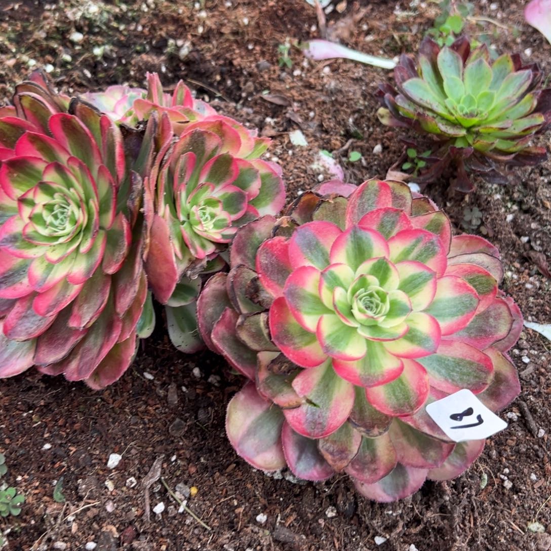 20包邮87鸿运一颗带崽10