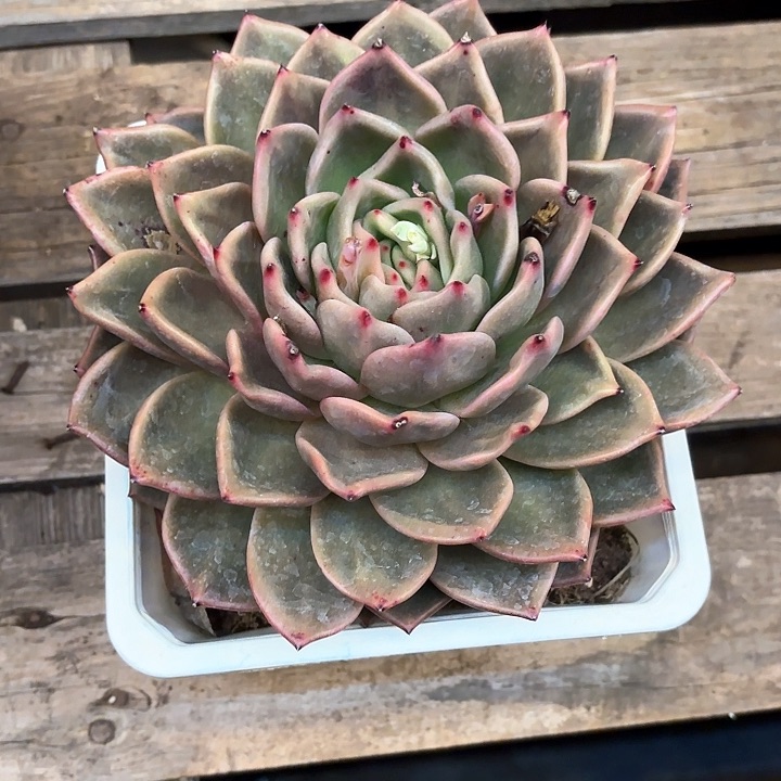 多肉植物，香槟杂交