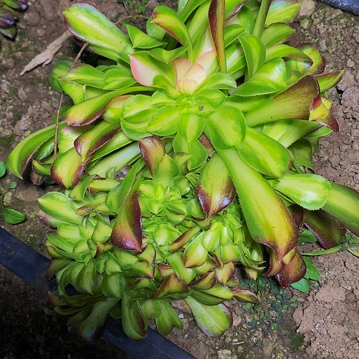 韶华缀化多肉植物