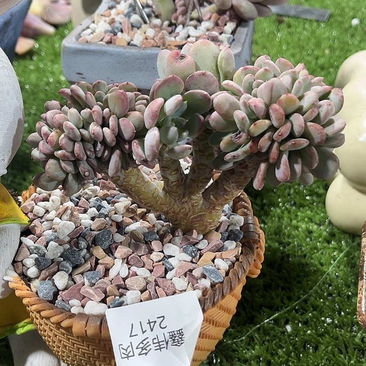 鑫伟多肉玛瑙缀化2417