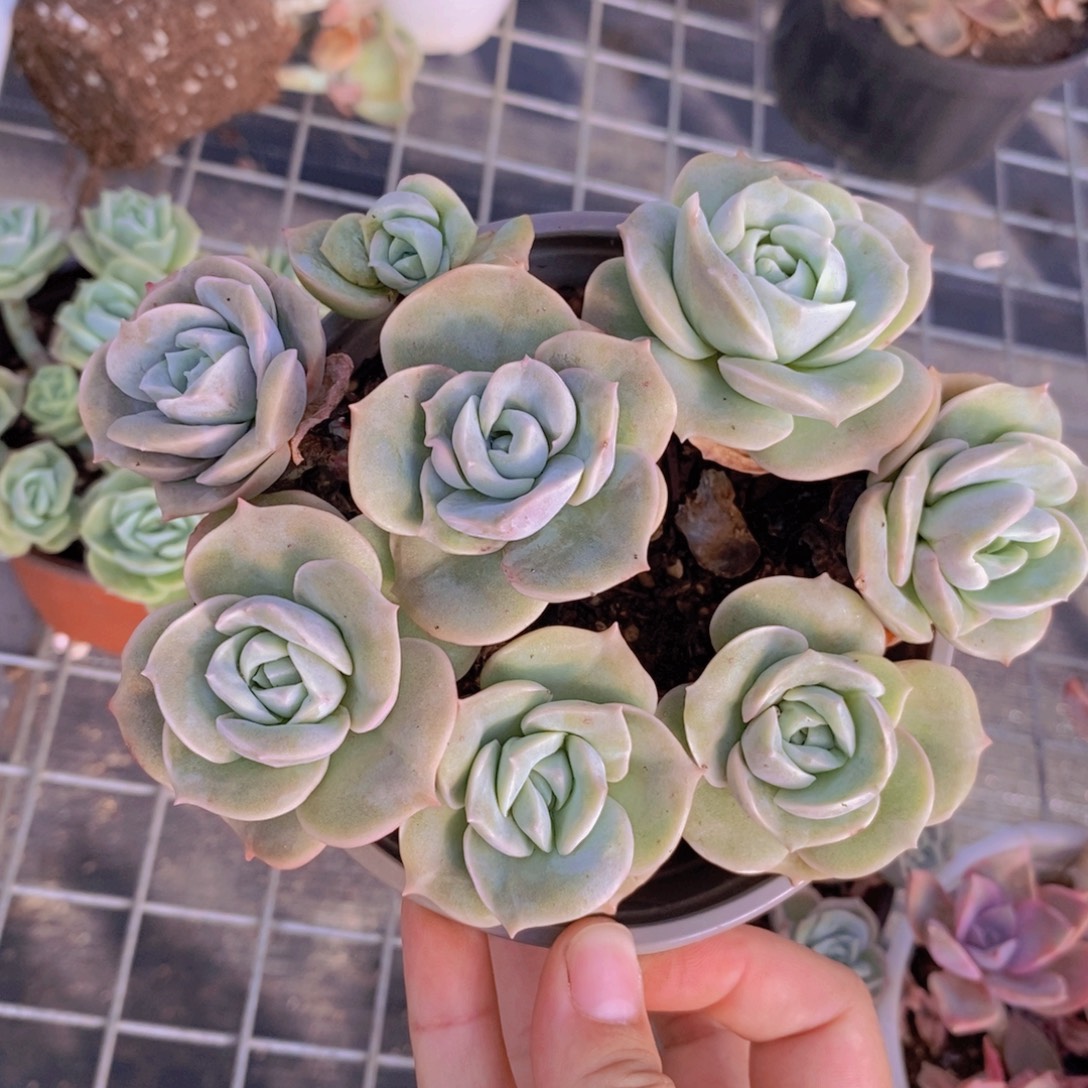 可爱玫瑰散装带盆土一盆