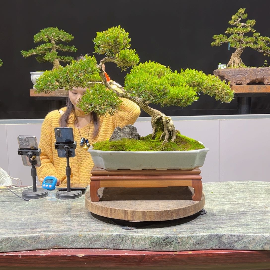 黄杨盆景老桩四季长青