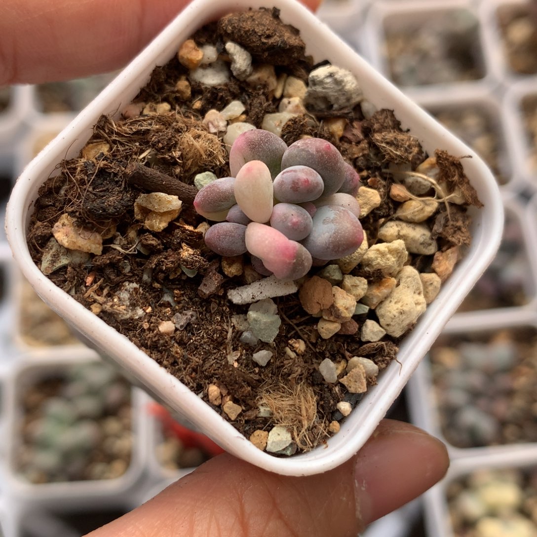 奶酪锦紫皮奶酪锦